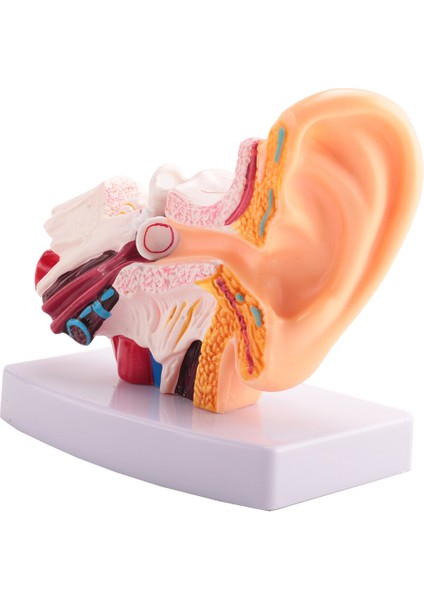 Merkezi ve Dış Kulakların Organ Yapısını Gösteren Insan Kulak Anatomisi Modeli 1,5 Kez Öğretim Malzemeleri (Yurt Dışından) modelleri