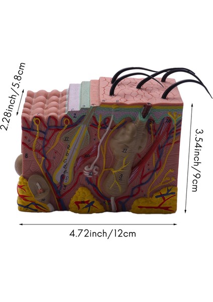 Cilt Modeli, 35X Cilt ve Saç Yapısı Genişleme Modeli Anatomik Model Anatomi Bilim Sınıfı Çalışma Ekran Öğretim Modeli (Yurt Dışından) fırsatları