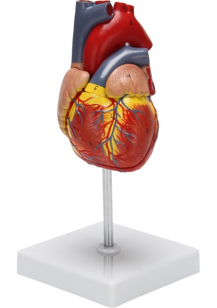 1: 1 Insan Kalp Modeli, Anatomik Olarak Doğru Kalp Modeli Yaşam Boyu Insan Iskeleti Bilim Sınıfı Çalışma Ekran Öğretim Modeli Için Anatomi (Yurt Dışından)
