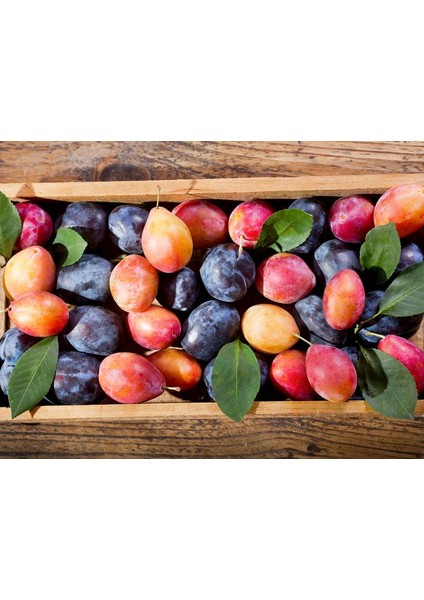 Mürdüm Kara Erik Kurusu modelleri