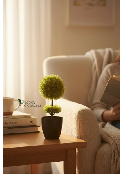 Siyah Saksıda 25 cm Mini Top Şimşir