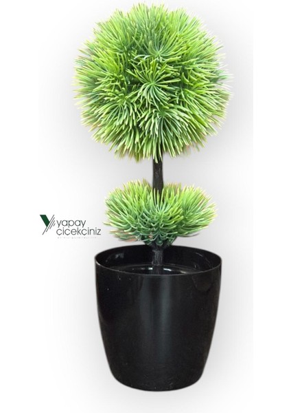 Siyah Saksıda 25 cm Mini Top Şimşir modelleri