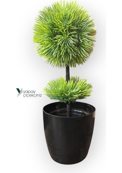 Siyah Saksıda 25 cm Mini Top Şimşir fırsatları