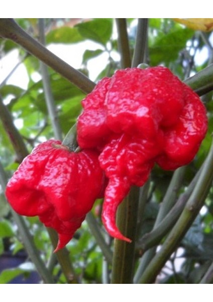 Carolına Reaper Pepper / 2,5 Milyon Scoville - Gerçek Taze Acı Biber
