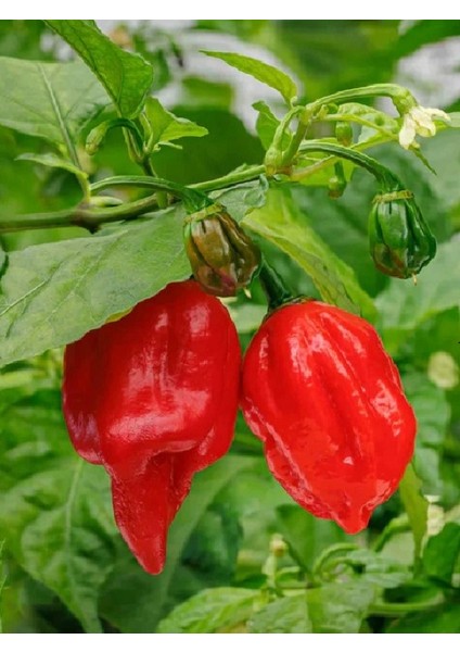 Carolına Reaper Pepper / 2,5 Milyon Scoville - Gerçek Taze Acı Biber fiyatları