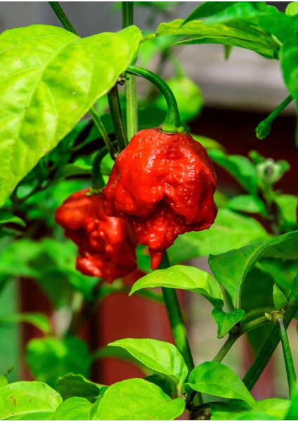 Carolına Reaper Pepper / 2,5 Milyon Scoville - Gerçek Taze Acı Biber modelleri
