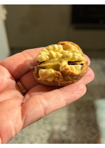 Biga Chandler Kabuklu Ceviz 5 kg (Tarla Kuşu, Ilaçsız, Doğal Üretim, Yeni Hasat) fiyatları