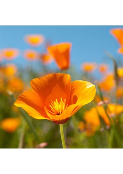 Karışık Acem Lalesi Çiçeği Tohumu Kalifornia Gelinciği Çiçeği Tohumu 20 Adet Tohum modelleri