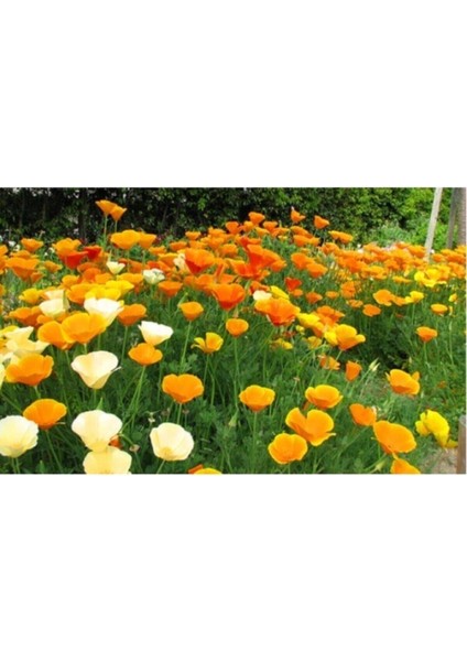 Karışık Acem Lalesi Çiçeği Tohumu Kalifornia Gelinciği Çiçeği Tohumu 20 Adet Tohum fırsatları