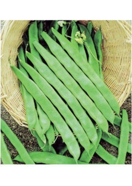 Istanbul Boncuk Ayşe Kadın Kılçıksız Fasulye Tohumu 50 Adet Tohum Fasülye Tohumu