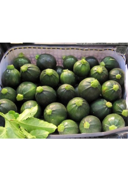 Nadir Topak Yeşil Dolmalık Kabak Tohumu 20 Adet Tohum fiyatları