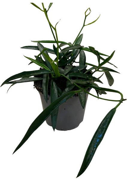 Hoya Longifolia (Mum Çiçeği)