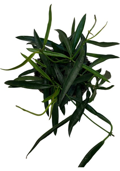 Hoya Longifolia (Mum Çiçeği) fiyatları