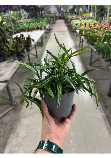 Hoya Longifolia (Mum Çiçeği) modelleri