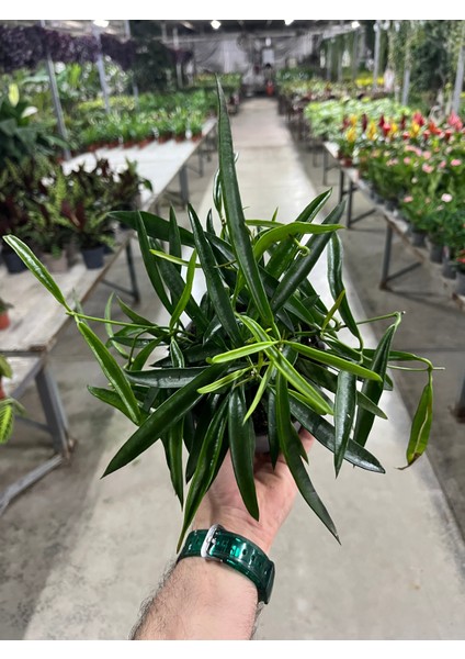 Hoya Longifolia (Mum Çiçeği) fırsatları