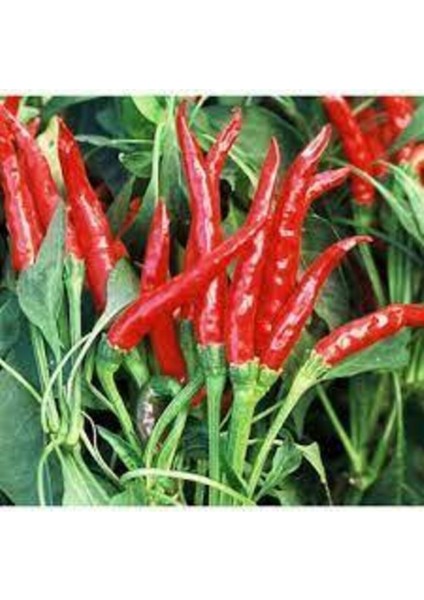 10 Adet Tohum Acı Thailand Biberi Tohumu