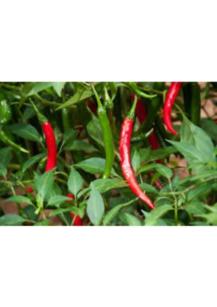 10 Adet Tohum Acı Thailand Biberi Tohumu fiyatları