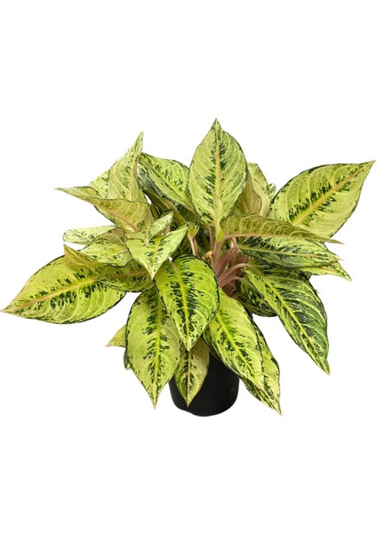 Aglaonema 'chartreuse Pretty' (Çin Herdemyeşili)