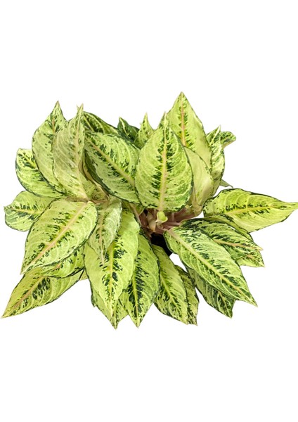 Aglaonema 'chartreuse Pretty' (Çin Herdemyeşili) fiyatları