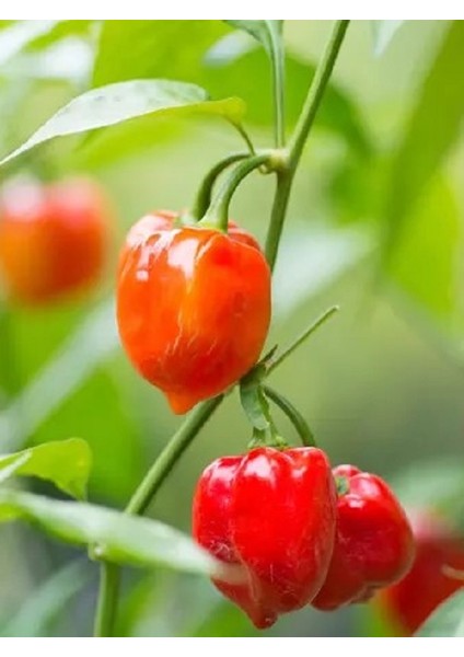 Jamaıcan Red Habanero / 425.000 Scoville - Gerçek Taze Acı Biber
