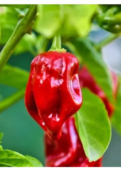 Jamaıcan Red Habanero / 425.000 Scoville - Gerçek Taze Acı Biber fiyatları