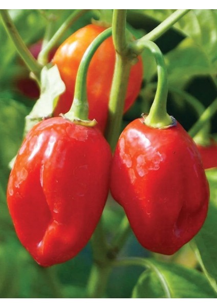 Jamaıcan Red Habanero / 425.000 Scoville - Gerçek Taze Acı Biber fırsatları