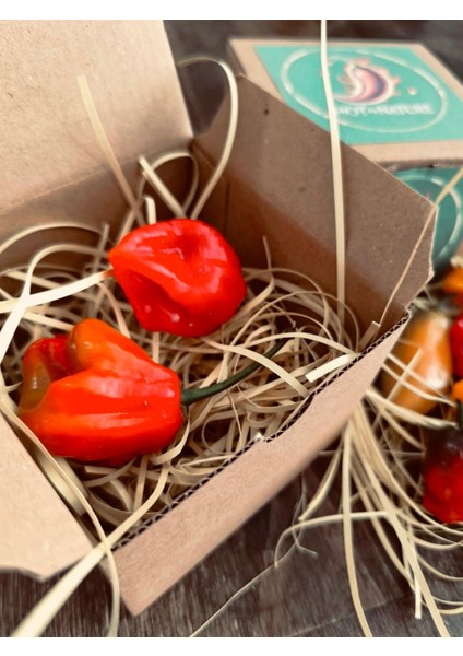 Jamaıcan Red Habanero / 425.000 Scoville - Gerçek Taze Acı Biber