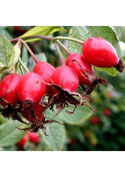 Kuşburnu (Erzincan) modelleri