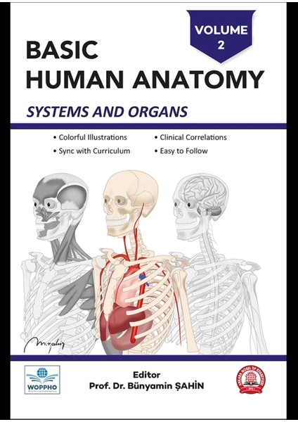 Basic Human Anatomy Set 3lü modelleri