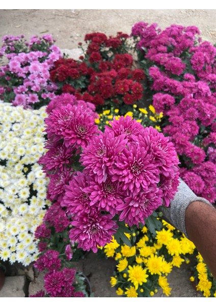 Saksılı Mor Kasımpatı – Canlı Bahçe ve Balkon Çiçeği | Uzun Ömürlü, Bol Çiçekli Bitki