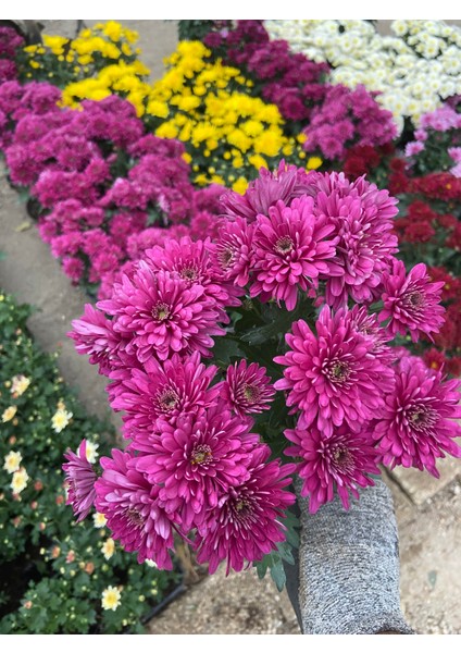 Saksılı Mor Kasımpatı – Canlı Bahçe ve Balkon Çiçeği | Uzun Ömürlü, Bol Çiçekli Bitki modelleri