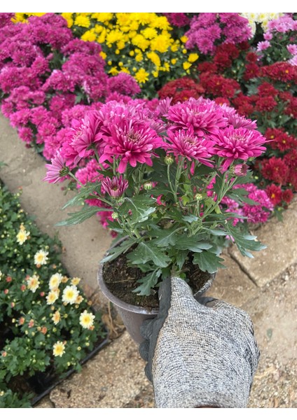 Saksılı Mor Kasımpatı – Canlı Bahçe ve Balkon Çiçeği | Uzun Ömürlü, Bol Çiçekli Bitki fırsatları