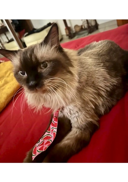 Ayarlanabilir Kedi ve Köpek Kravatı, Yeşilli Karpuzlu fırsatları