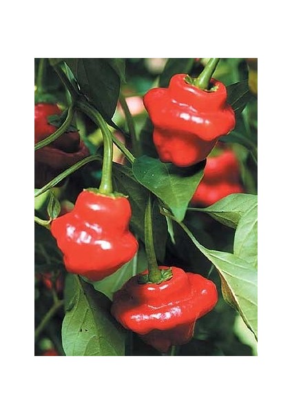 Jamaıcan Hot Red Pepper / 300.000 Scoville - Gerçek Taze Acı Biber fiyatları