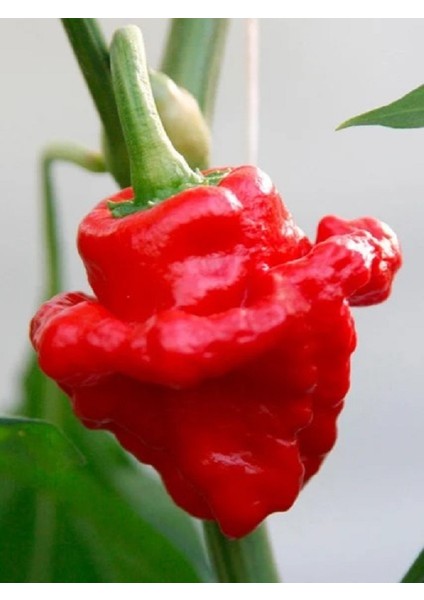 Jamaıcan Hot Red Pepper / 300.000 Scoville - Gerçek Taze Acı Biber modelleri