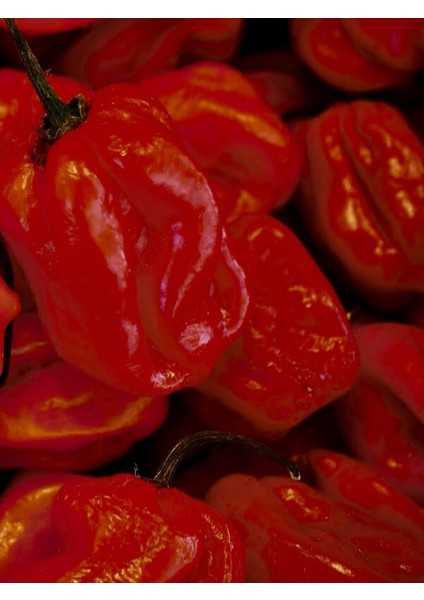 Jamaıcan Hot Red Pepper / 300.000 Scoville - Gerçek Taze Acı Biber fırsatları
