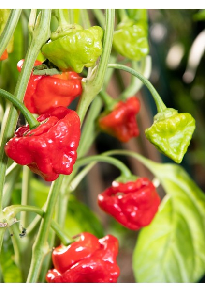 Jamaıcan Hot Red Pepper / 300.000 Scoville - Gerçek Taze Acı Biber indirimleri