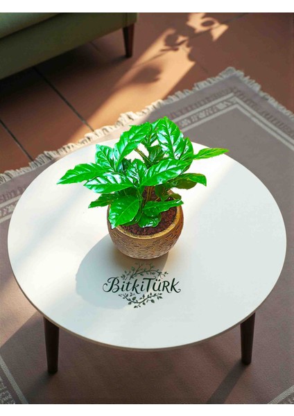 Beton Saksıda Bol Köklü Ithal Kahve Bitkisi 25/40CM