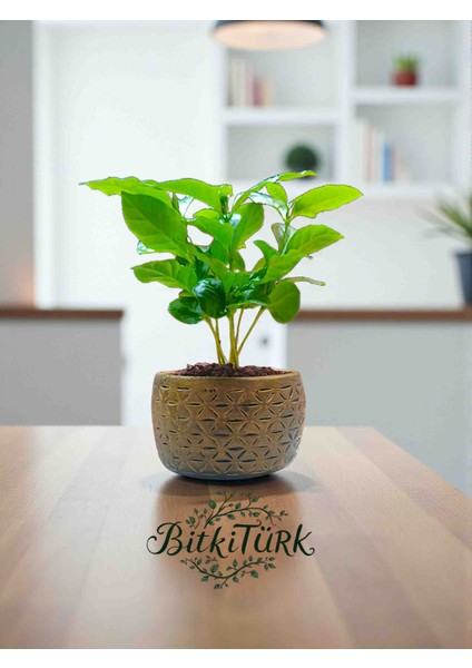Beton Saksıda Bol Köklü Ithal Kahve Bitkisi 25/40CM fiyatları