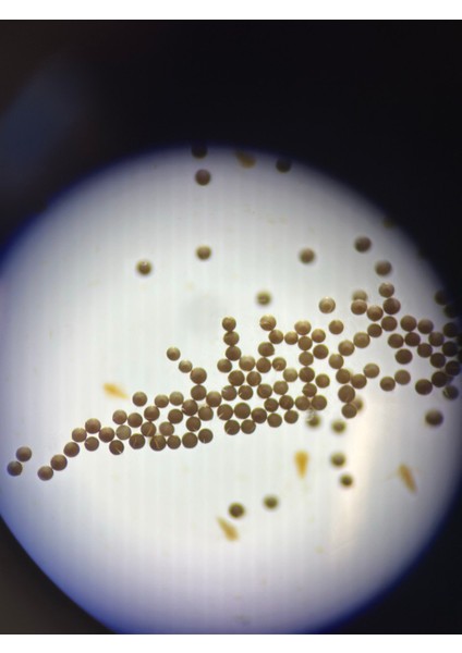 Artemia Yumurtası Açık 500 gr modelleri