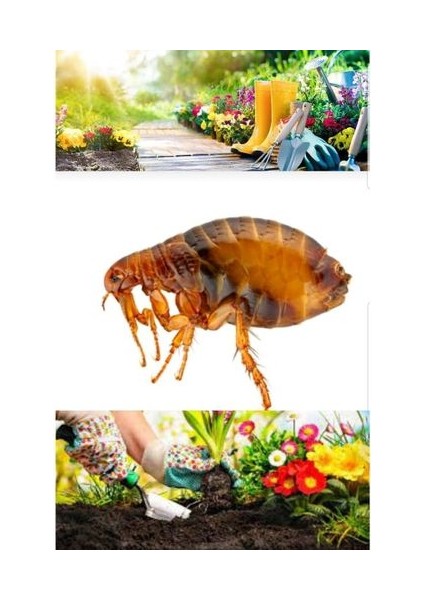 Pire Ilaçlama Eğitimi Nasıl Pire Ilaçlanır Hangi Kimyasal Ürün Kullanılır E-Kitap 100 gr Hediye Gönderi