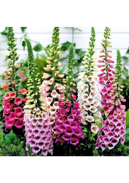 Yüksük Otu Çiçeği Tohumu 10 Adet Çiçek Tohumu