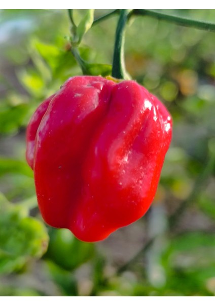 Komodo Dragon Pepper / 1,4 – 2,2 Milyon Scoville - Gerçek Taze Acı Biber modelleri