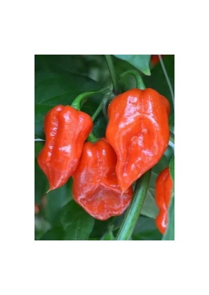 Komodo Dragon Pepper / 1,4 – 2,2 Milyon Scoville - Gerçek Taze Acı Biber fırsatları