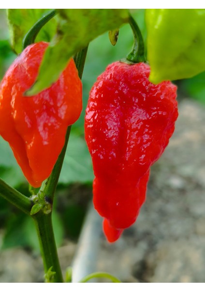 Komodo Dragon Pepper / 1,4 – 2,2 Milyon Scoville - Gerçek Taze Acı Biber indirimleri