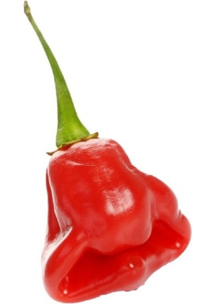 Rocotillo Pepper / 2500 Scoville - Gerçek Taze Acı Biber fiyatları