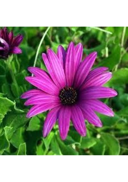 10 Adet Tohum Kraliçe Papatya Çiçeği Tohumu Saksı Toprak Hediye Sürpriz Tohum Hediyeli Tohuum