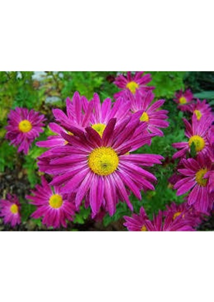 10 Adet Tohum Kraliçe Papatya Çiçeği Tohumu Saksı Toprak Hediye Sürpriz Tohum Hediyeli Tohuum fiyatları