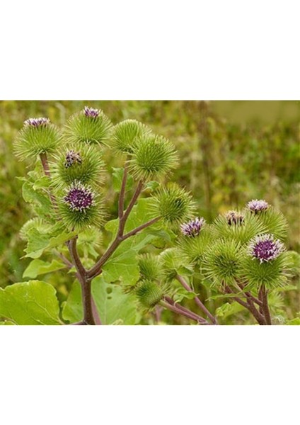 10 Adet Tohum Nadir Bulunan Dağ Yabani Dul Avrat Dulavrat Otu Tohumu Hediye Tohum