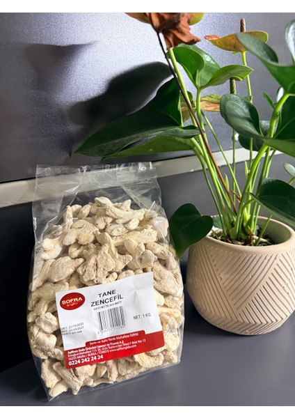 Tane Zencefil modelleri